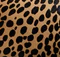 Crosby Bag in Hyena Print Haircalf swatch