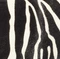 Audrey Clutch in Zebra Print Haircalf swatch