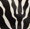 Cate Bag in Zebra Print Haircalf swatch