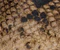 Marlene Ballerina in Python-Embossed Taupe swatch