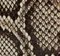 Small Joan Hobo in Natural Python swatch
