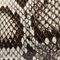 Donna Evening Clutch in Natural Python swatch