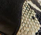 Nevada Stretch High Boot in Black with Natural Python-Embossed Leather swatch